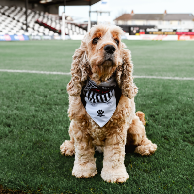 Dog Bandana to Match the Home Jersey